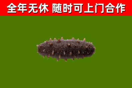 银州回收海参干
